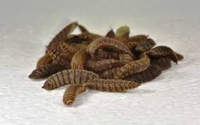 Larves de mouches soldat noir au dernier stade.